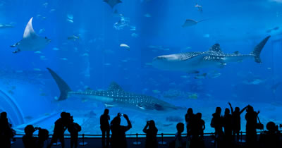 沖縄美ら海水族館